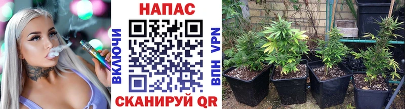 Шишки марихуана OG Kush  где продают   Йошкар-Ола 